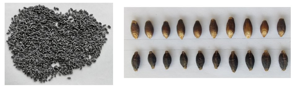 Fig. 1. A winter wheat breeding line with black grain (left) and breeding lines of winter food hulless barley with black grain (top — standard black colouring; bottom — a genetic recombinant with solid kernel pigmentation).