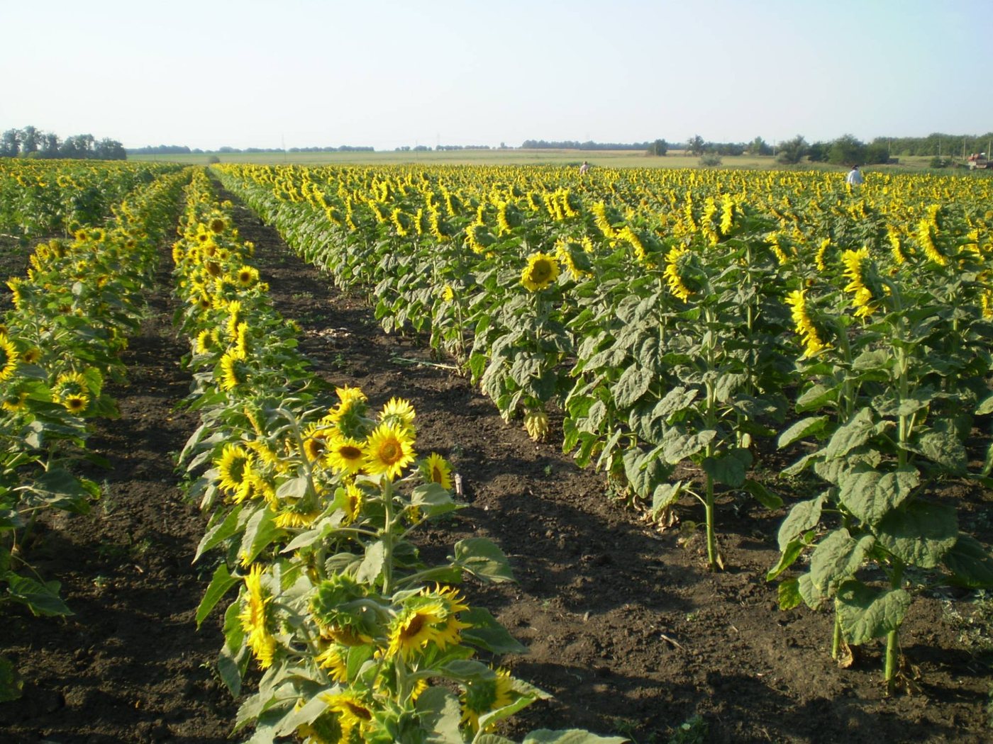 Sunflower plots