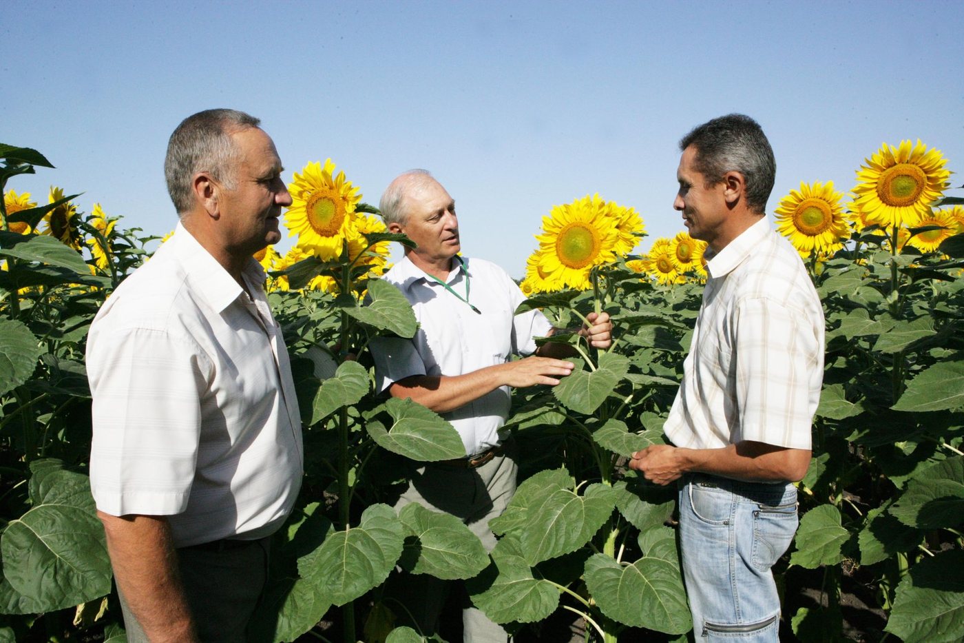 Inspecting sunflower plots