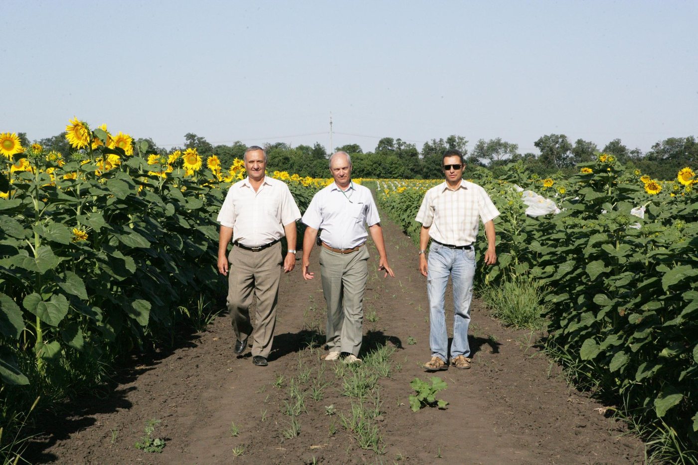In the sunflower trial plots