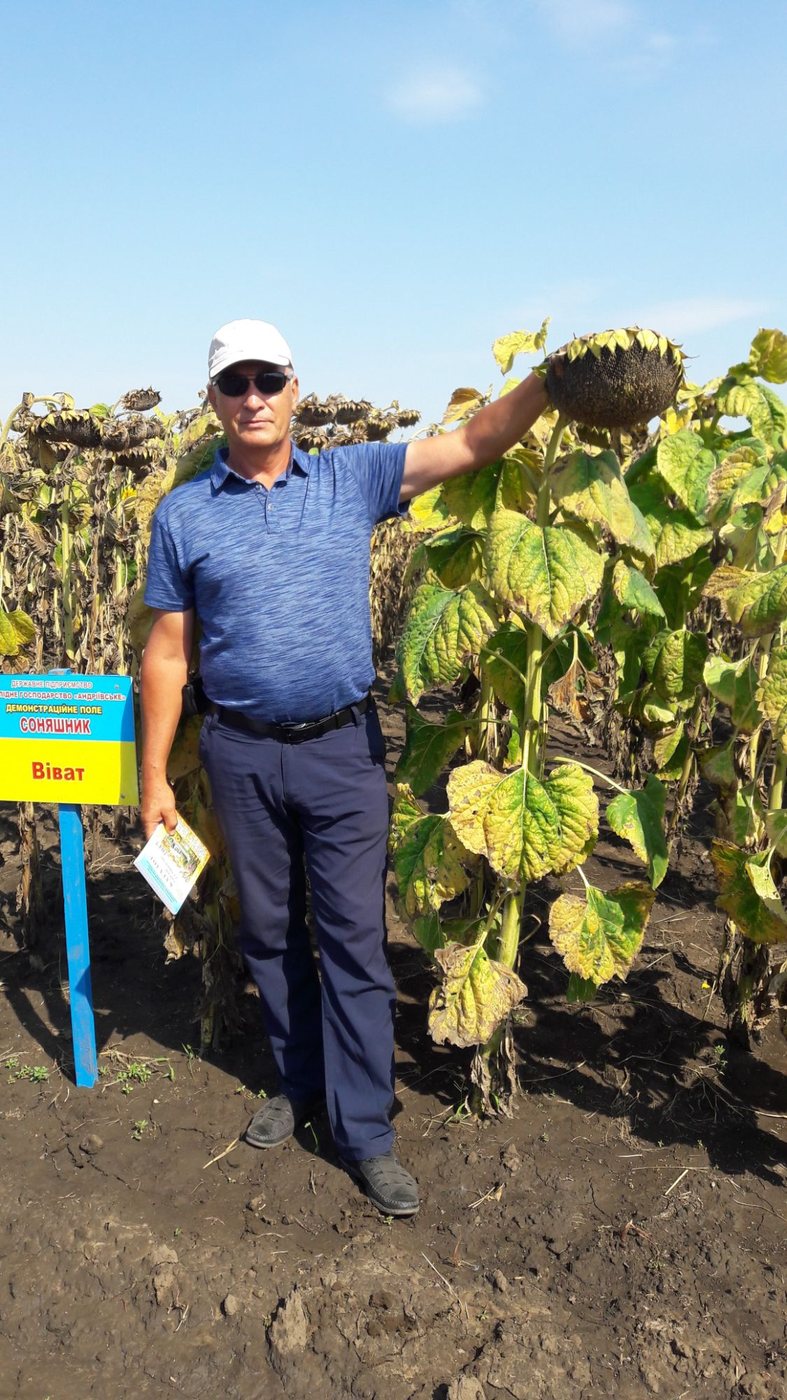 Sunflower demonstration field, State Enterprise Research Farm “Andriivske”